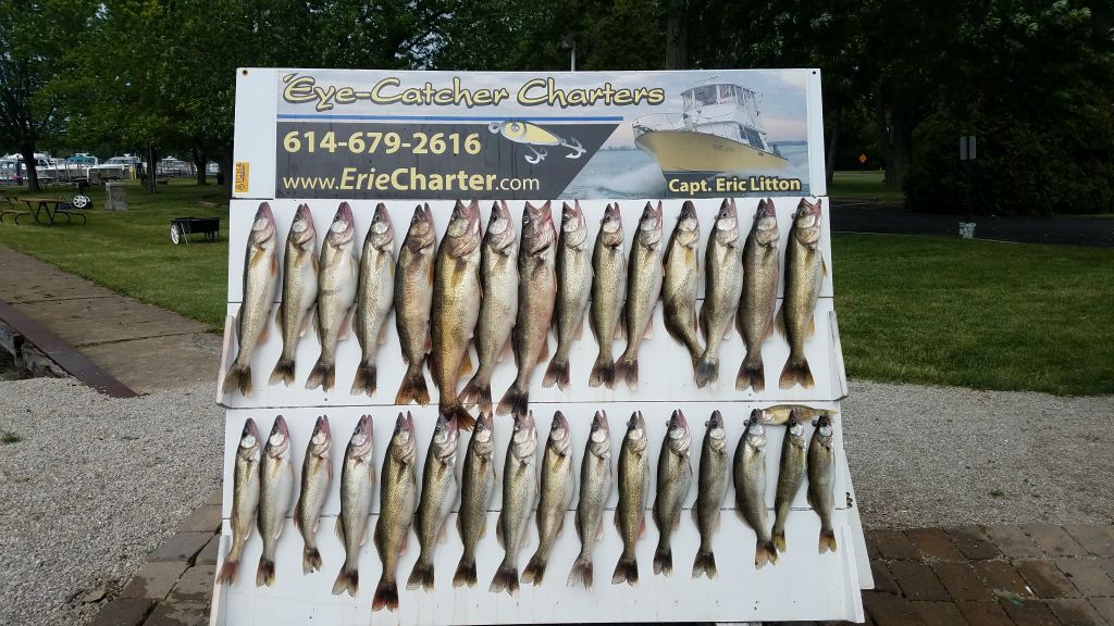 Another awesome board of fish!